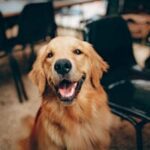 Charming golden retriever dog smiling indoors, showcasing its playful and friendly nature.