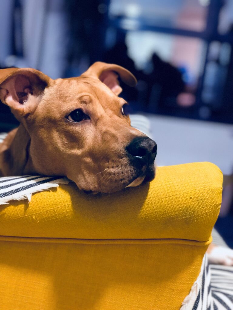 Cute brown dog with sad expression laying on cozy yellow sofa indoors.