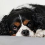 Adorable Cavalier King Charles Spaniel relaxing on a bed indoors, capturing peaceful tranquility.